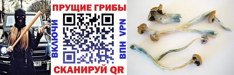 Псилоцибиновые грибы прущие грибы  Новоаннинский 